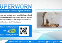 "Superworm" หนอนยักษ์กินพลาสติก มาปฏิวัติการรีไซเคิล