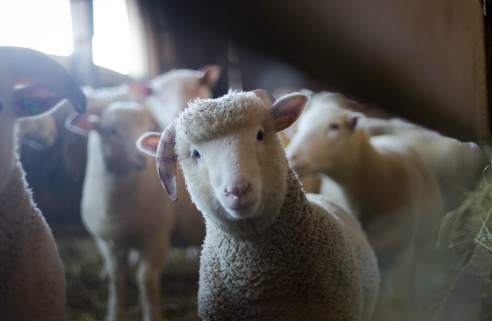 cover of Farm Animal Welfare